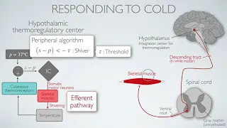 4.2 Thermoregulation