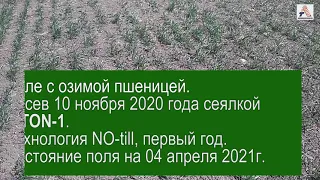 Подзимний посев озимой пшеницы в Грузии сеялкой VITON-1. Состояние полей по классике и по NO-till