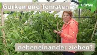 Gurken und Tomaten gemeinsam im Gewächshaus ziehen | MDR