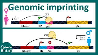 Genomic Imprinting | How  genomic Imprinting works at molecular level ?