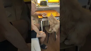 Батя и Клуня Мейн Кун 😿😾🤝 #shorts