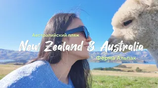 Командировка в Австралии и Новой Зеландии | Альпаки 🦙 | Bondi Beach | Ботанический сад