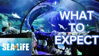 What To Expect When Visiting Sea Life KC!!! Awesome Aquarium!!!