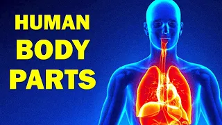 Human body parts and its functions part-1 | human body parts names with pictures in English for kids