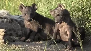 Cute SafariLive moments.