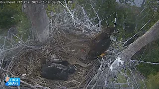 The Lusa Situation - Captiva Nest of Connie, Clive, Cal, & Lusa (2/14)