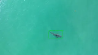 SharkEye - using drones and artificial intelligence to detect great white sharks