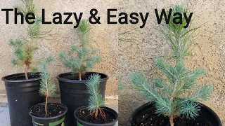 How to grow Pine Tree seedlings from pine cones the Lazy and Easy way