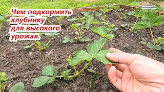 Подкормите свою клубнику по этой схеме и удивитесь полученному урожаю!