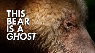 Ghost Bear: The Rarest Bear You’ve Probably Never Heard Of