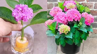 How to propagate hydrangea with cutting | 100% from banana and water