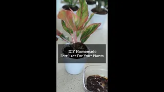 Homemade Fertilizer for Your Plants | Make Your Own Fertilizer At Home | Plant Care Hack