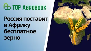 Россия поставит в Африку бесплатное зерно | TOP Agrobook: обзор аграрных новостей