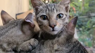 Relaxing cat video watch now,Cute newborn babies ,cats & kittens lover #cat #kitty 🐈🐾😻
