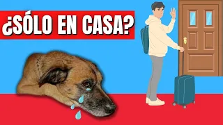 🐶¿Los PERROS realmente NOS EXTRAÑAN cuando SALIMOS DE CASA? 🏡