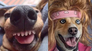 Funny Dogs And Cats Videos 2024 😅 - Best Funniest Animal Videos Of The week #8 #animla   dog funny 🤣