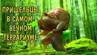 НЕ ОЖИДАЛ  ЭТО ОБНАРУЖИТЬ!!! САМЫЕ ВЕЧНЫЕ ТЕРРАРИУМЫ ЧЕРЕЗ 4 месяца