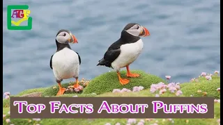 Cool Fact About Puffins !