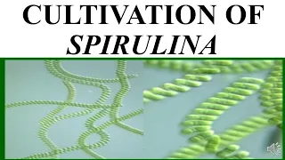 CULTIVATION OF SPIRULINA