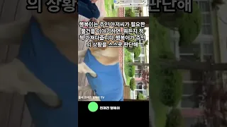 천재견 호야와 행복이!근황은?