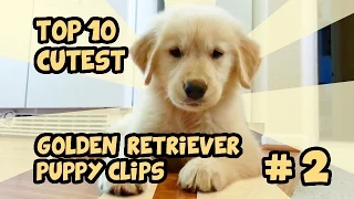 TOP 10 GOLDEN RETRIEVER PUPPY CLIPS PART 2