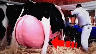 Фермер был шокирован, когда увидел то, что родила корова!