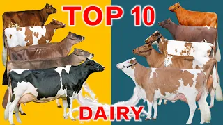 Top 10 Dairy Cattle Breeds in the World | In terms of Sales Revenue in US Dollar per Cow