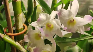 Dendrobium nobile hybrid