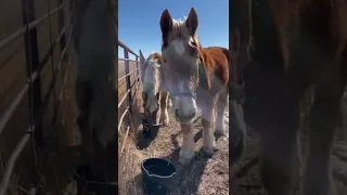 Dinner with Grandpa the rescued Belgian Draft Horse