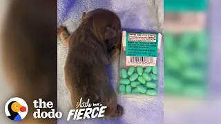 Puppy The Size Of A Tic Tac Box Grows Up To Be A Giant Potato | The Dodo Little But Fierce