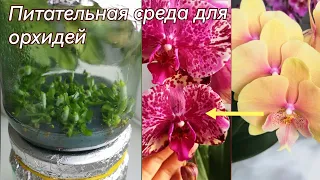 Ура у меня растут орхидеи из семян! 🤗 Приготовление питательный среды для посева орхидей.