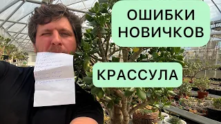 ТОП ОШИБОК НОВИЧКОВ ПРИ ВЫРАЩИВАНИИ ДЕНЕЖНОГО ДЕРЕВА, КРАССУЛЫ, ТОЛСТЯНКИ И ДРУГИХ СУККУЛЕНТОВ