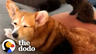 Corgi Is So Obsessed With Cats, His Mom Adopts Three Just For Him | The Dodo