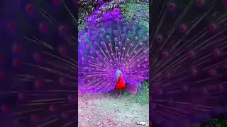 #peacock_dance #भांगड़ा😁 #status