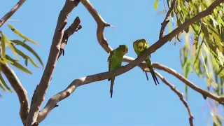 Budgerigars in the Wild