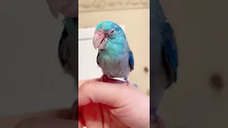 Parrot Talking   Smart And Funny Parrots Video 2