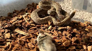 Baby rattlesnake takes down a rodent bigger than him!!! Rodent acts like a kangaroo!