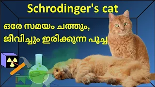 Schrodinger's Cat - Is it Dead and Alive ? (Quantum Mechanics) Malayalam | ചത്തു ജീവിച്ച പൂച്ച