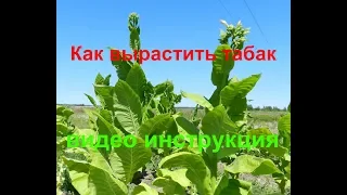 Как вырастить табак