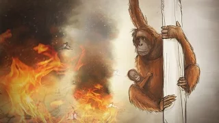 Why palm oil kills orangutans – an animated short story