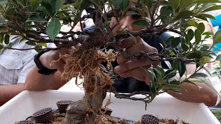 Taller de Bonsai 16 de septiembre 2023