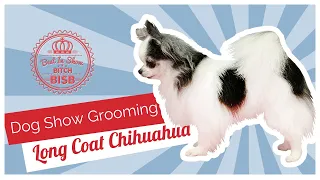 Dog Show Grooming: How To Groom A Long Coat Chihuahua