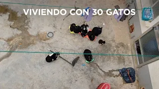 Una vecina de Alcorcón convive con más de 20 gatos en pésimas condiciones