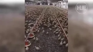 Равняйсь, смирно.....😊🐤🐥🐣