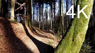 4K Video, UHD: FEBRUARY FOREST WALK