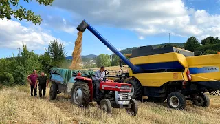 Village Life. Wheat Harvest. Life in Turkey's Village.