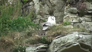 Fulmar boréal (Fulmarus glacialis auduboni) Northern Fulmar