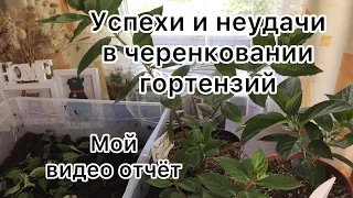 МОИ УДАЧИ И НЕУДАЧИ В ЧЕРЕНКОВАНИИ ГОРТЕНЗИЙ. Мой видео отчёт.