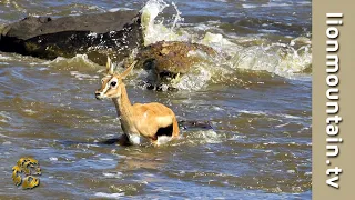 Crocodiles Catch whole herd of migrating Gazelle | CLASSIC WILDLIFE