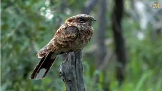 SouthAfricaDjChiAMSafariLIVE 8 Jan 2018 Fiery-necked Nightjar